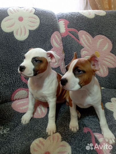 Продам щенков