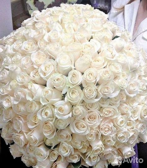 Розы гиганты 140 150 160 170 180 200