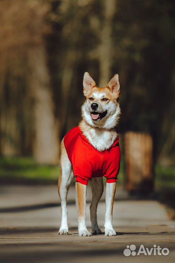 Манго ищет свою семью