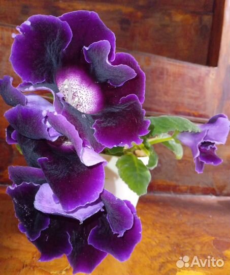 Глоксиния цветущая Аванти фиолетовая (синяя)