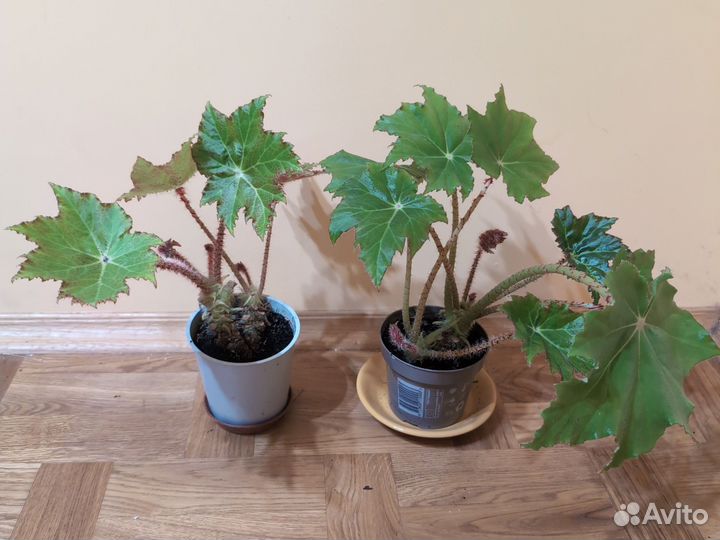 Бегония воротничковая