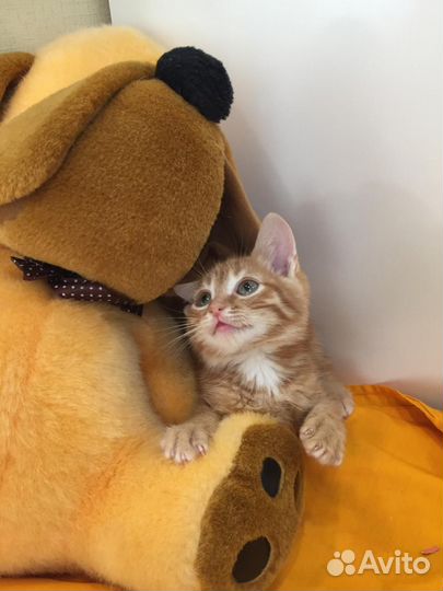 Отдам бесплатно