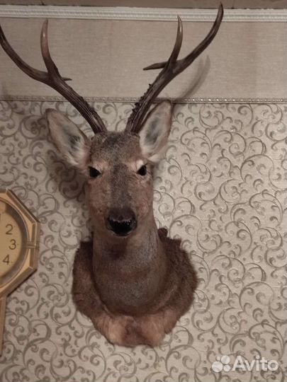 Чучело головы косули