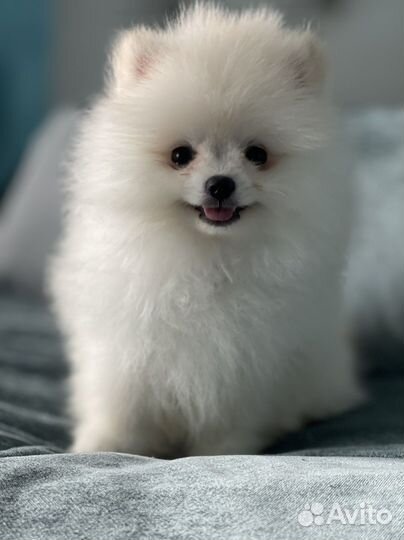 Щенки померанского шпица(есть беленькие)