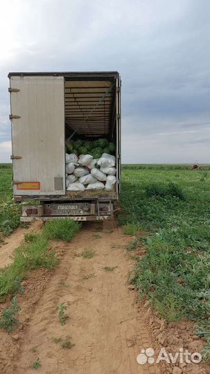 Арбуз оптом