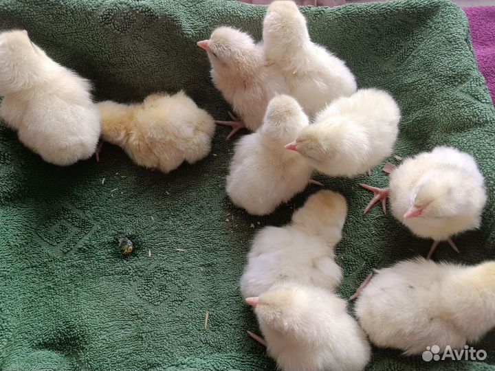 Цыплята несушки