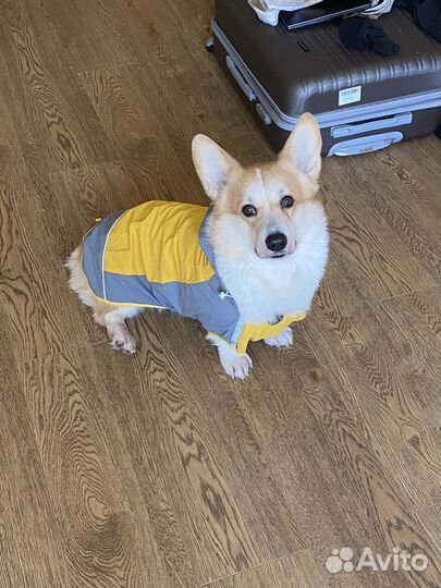 Дождевик плащ для собак (корги)