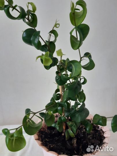 Фикус барокко