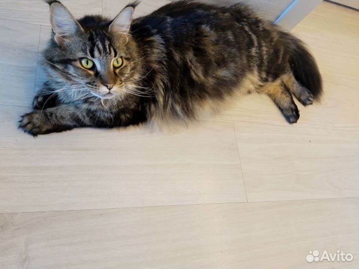 Котята мейн-кун