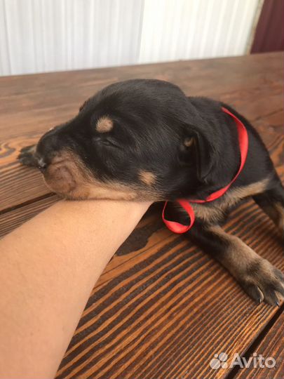 Щенки Доберманов