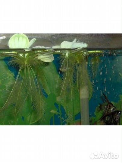 Аквариумные растения прополка