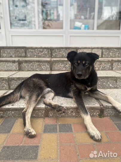 Голобоглаз ищет дом