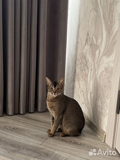 Вязка кошка