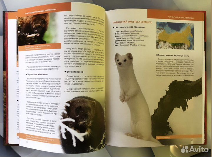 Красная книга животные нашего леса