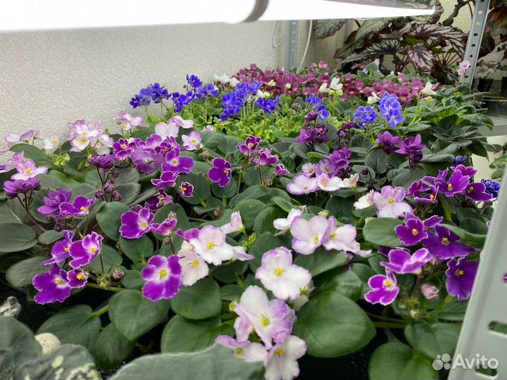 Цветущие фиалки