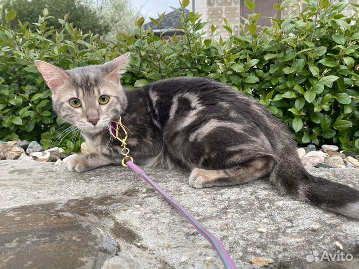 Чаузи ф2 кошечка Малика