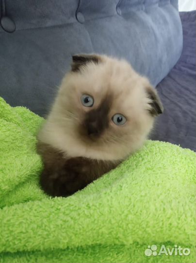 Котик в добрые руки в резерве до 8 июня