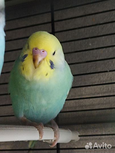 Попугайчики птенцы, радужные