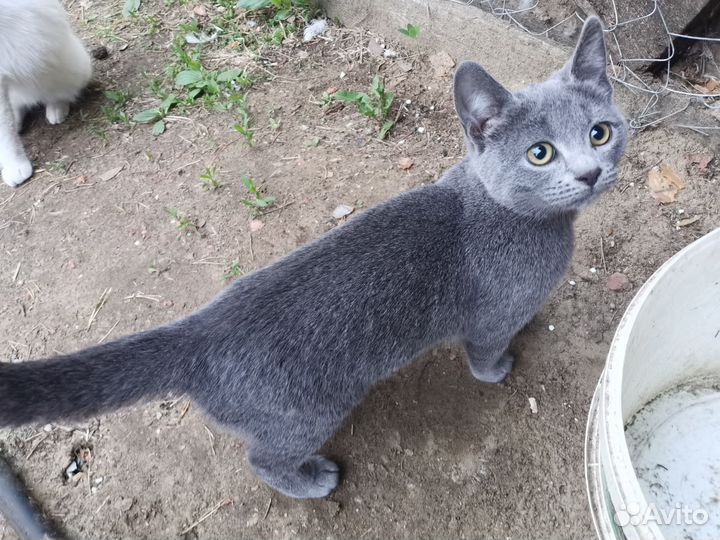 Отдам котят