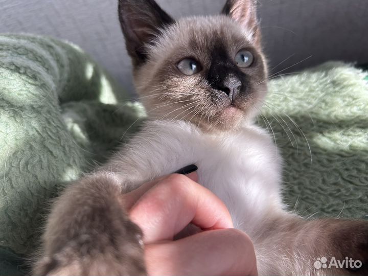 Тайская девочка-метиска