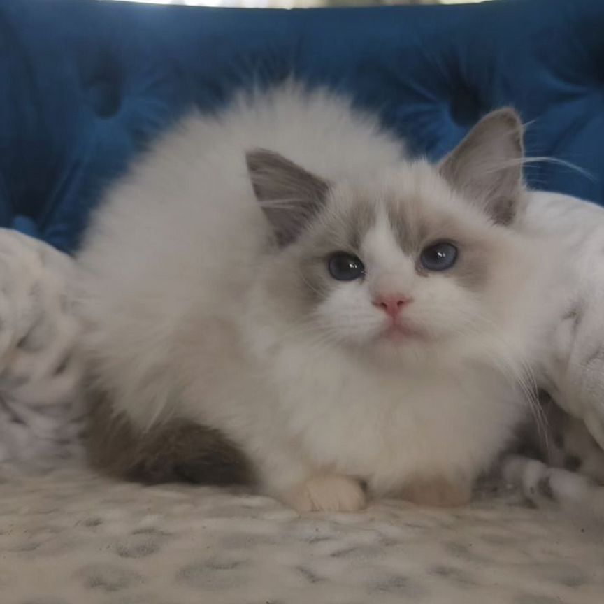 Котята Ragdoll