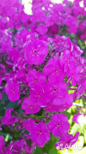 Флокс, цветы для сада