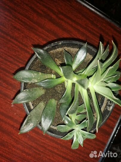 Комнатные цветы