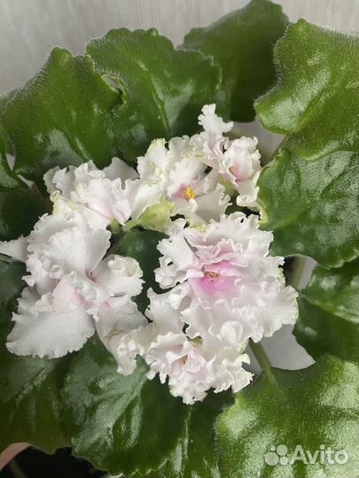 Сортовые фиалки