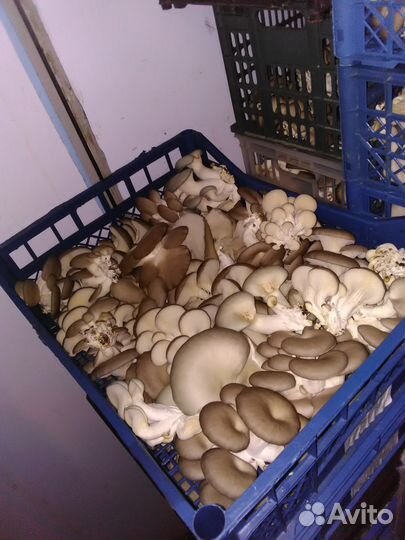 Грибные блоки