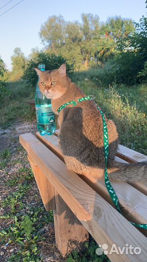 Коты для вязки