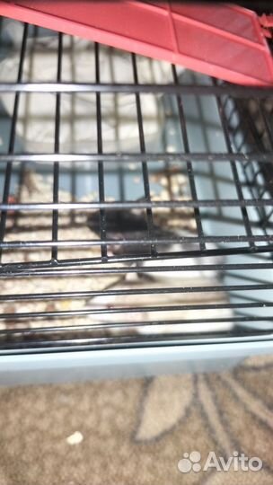 Крыски Дамбо с клеткой