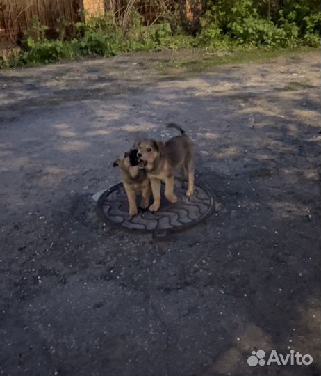 Щенок-девочка