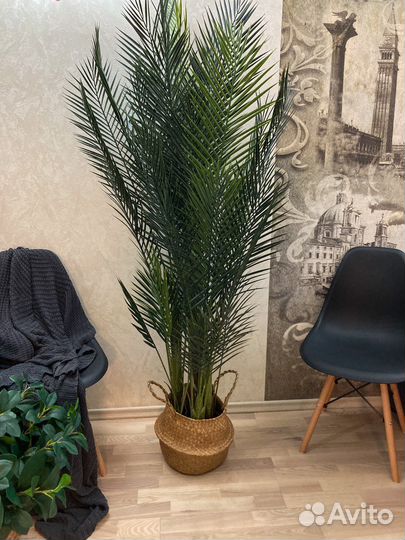 Финиковая пальма