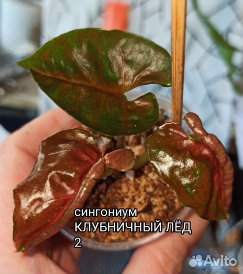 Сингониум Серый призрак