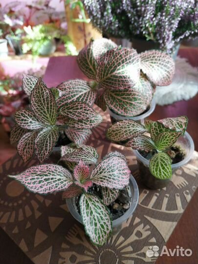 Фиттония и фикус пумила уайт санни