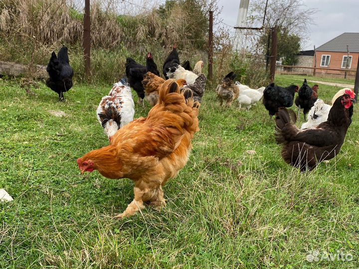 Куры молодняк