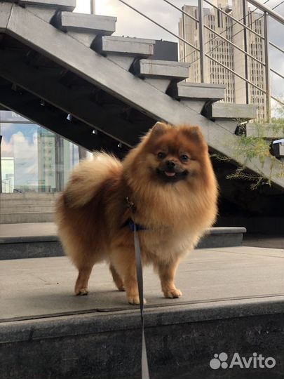 Немецкий Шпиц вязка