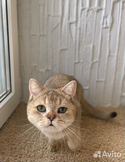 Котик в добрые руки