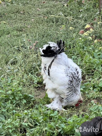 Петух Брама