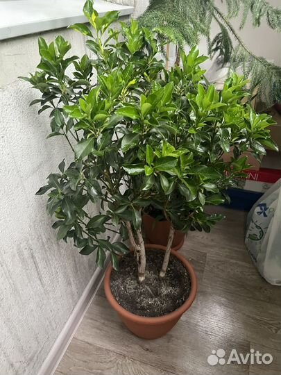 Бересклет форчуна блонди