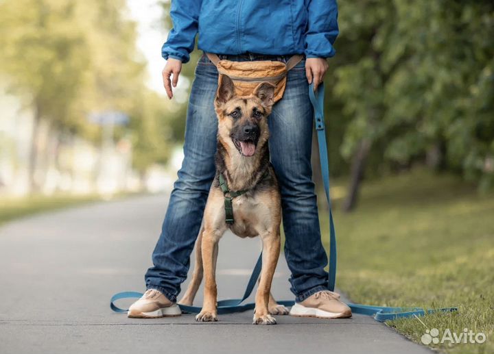 Собака из приюта в добрые руки