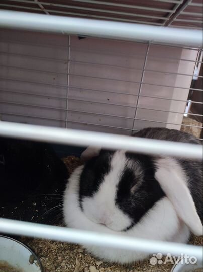 Декоративные кролики вислоухие