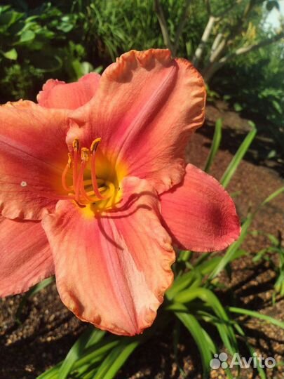 Лилейники и лилии