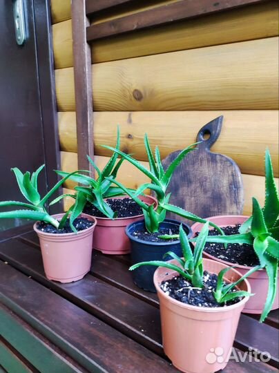 Алоэ столетник