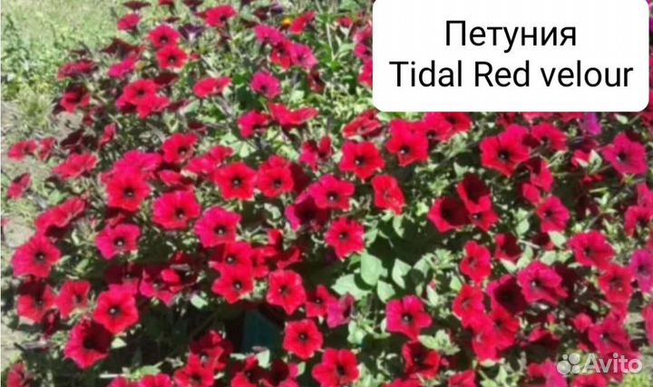 Петуния тайдал