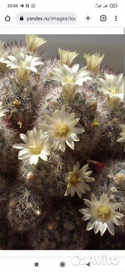 Кактус цветущий, мамилярия