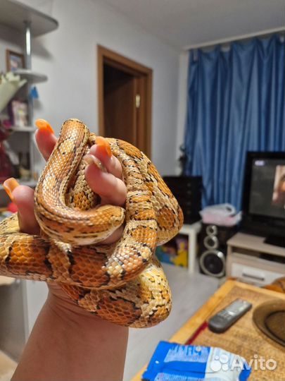 Маисовый полоз