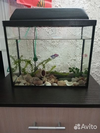 Аквариум