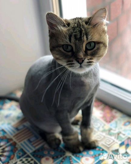 Стрижка собак (Профессиональный груминг)