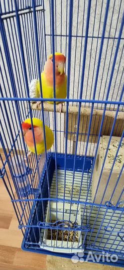 Попугаи неразлучники